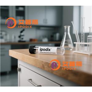 PSMB8抗体,Mouse Monoclonal PSMB8 Antibody