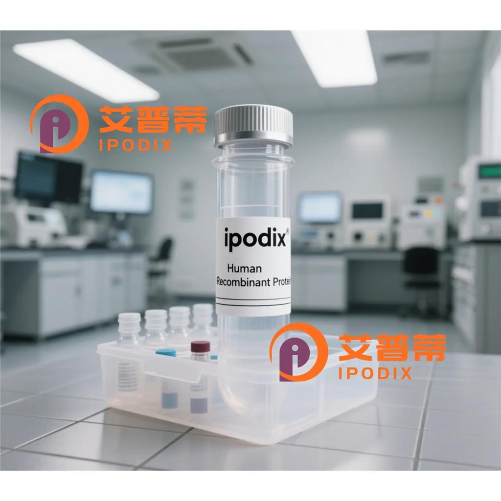 HDAC2抗体,Mouse Monoclonal HDAC2 Antibody