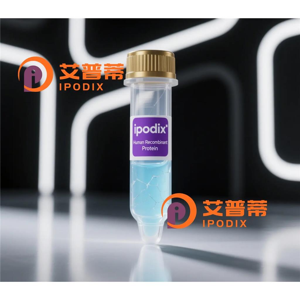 ATG13抗体,Mouse Monoclonal ATG13 Antibody