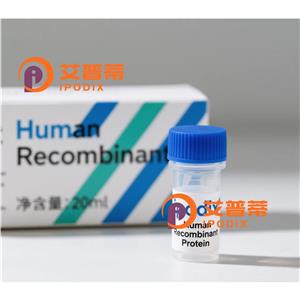 VTN抗体,Mouse Monoclonal VTN Antibody