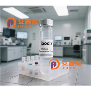 HDAC2抗体,Mouse Monoclonal HDAC2 Antibody