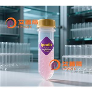 HDAC2抗体,Mouse Monoclonal HDAC2 Antibody