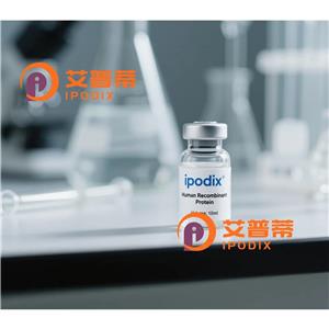 AGR2抗体,Mouse Monoclonal AGR2 Antibody