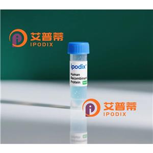 SOD2抗體,Mouse Monoclonal SOD2 Antibody
