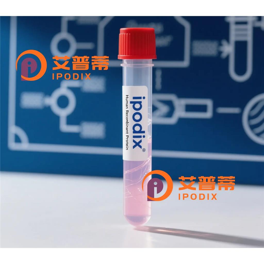 NAP1L1抗体,Rabbit Polyclonal NAP1L1 Antibody