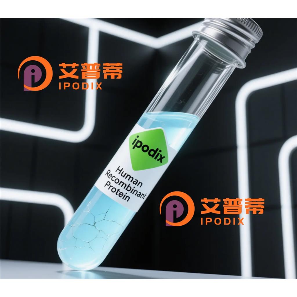 TAF11抗體,Rabbit Polyclonal TAF11 Antibody