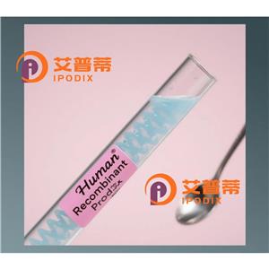 CLCA4抗体,Rabbit Polyclonal CLCA4 Antibody