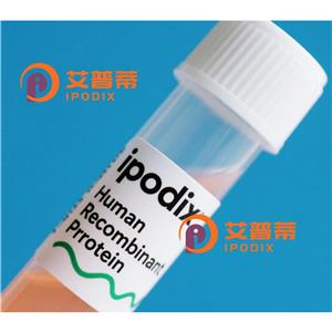 SEMA3C抗体,Rabbit Polyclonal SEMA3C Antibody