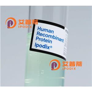 CHMP1A抗體,Rabbit Polyclonal CHMP1A Antibody
