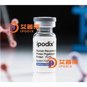 DCTN3抗体,Rabbit Polyclonal DCTN3 Antibody