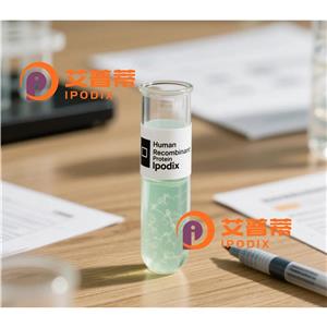 DCTN3抗体,Rabbit Polyclonal DCTN3 Antibody