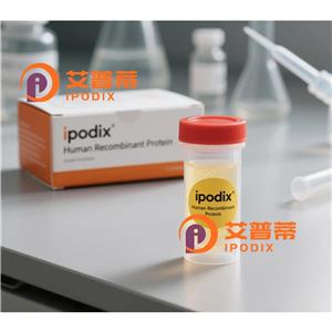 DLD抗体,Rabbit Polyclonal DLD Antibody