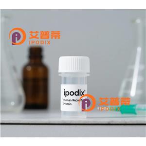 RNH1抗体,Rabbit Polyclonal RNH1 Antibody