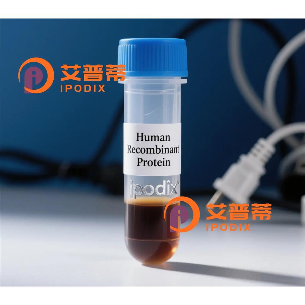 KCNG2抗體,Rabbit Polyclonal KCNG2 Antibody