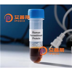 WDR74 抗体,Rabbit Polyclonal WDR74 Antibody