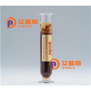 DOCK1抗体,Rabbit Polyclonal DOCK1 Antibody