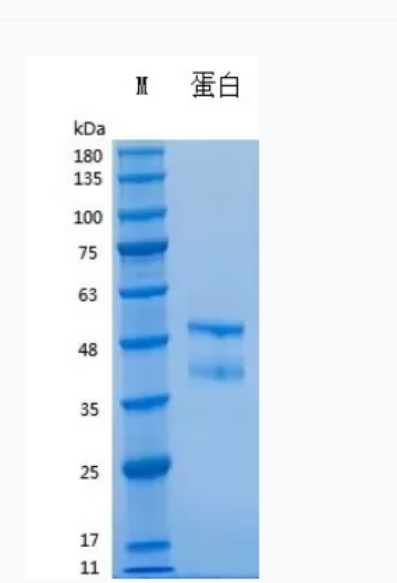 重组人白介素21,Recombinant Human IL-21