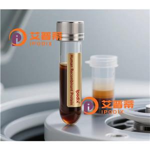 IRF4抗體,Rabbit Polyclonal IRF4 Antibody