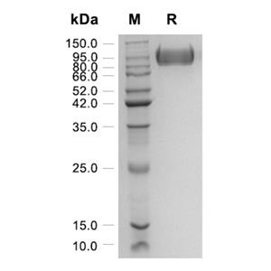 重組人纖連蛋白,Recombinant Human Fibronectin