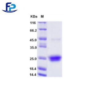 重組人Fms相關酪氨酸激酶3配體,Recombinant Human FLT-3L