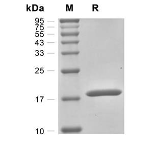 重組人粒細胞集落刺激因子,Recombinant Human G-CSF