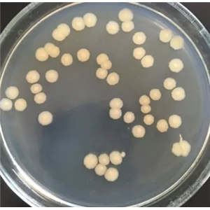 Clostridium Innocuum