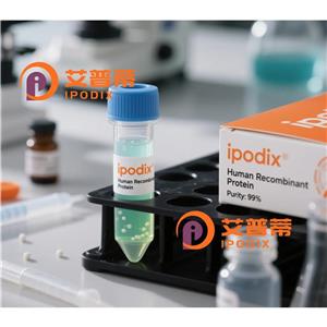 CAPG抗體,Rabbit Polyclonal CAPG Antibody