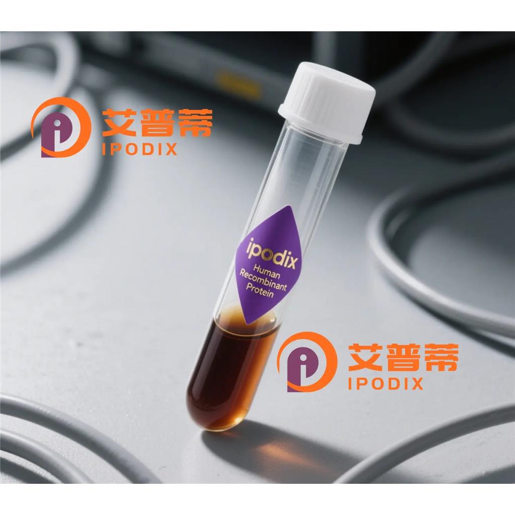 CABLES1抗體,Rabbit Polyclonal CABLES1 Antibody