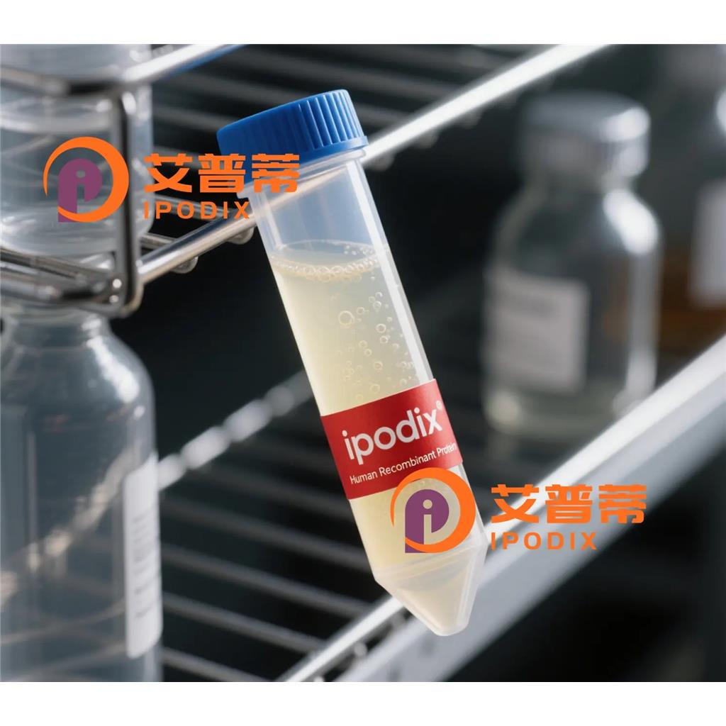DCTN2抗体,Rabbit Polyclonal DCTN2 Antibody