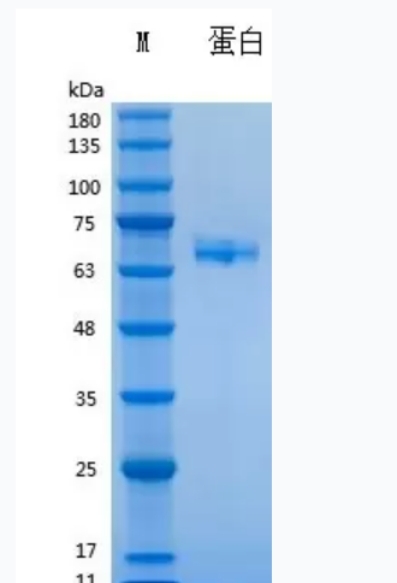 重組人白介素-23,Recombinant Human IL-23