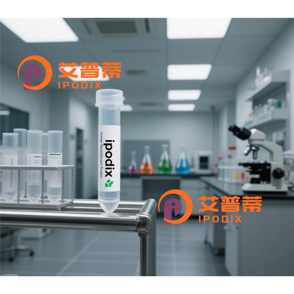 ORC4抗體,Rabbit Polyclonal ORC4 Antibody