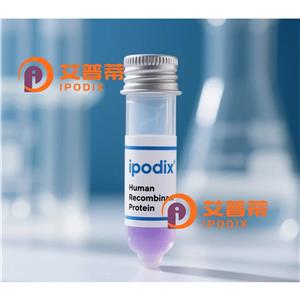 CABLES1抗體,Rabbit Polyclonal CABLES1 Antibody