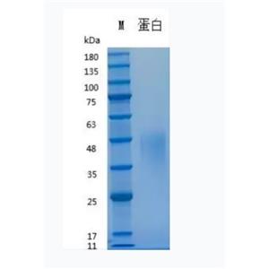 重組人白血病抑制因子,Recombinant Human LIF
