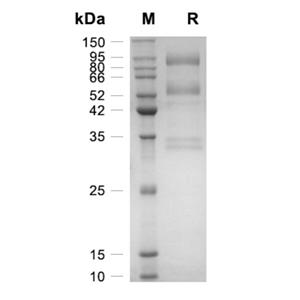 重組人肝細(xì)胞生長因子,Recombinant Human HGF