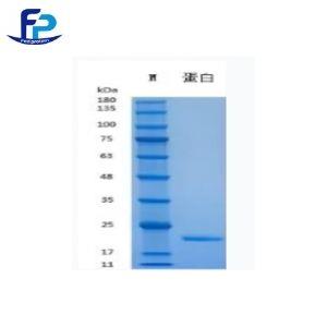 重組人干擾素α-2b,Recombinant Human Activin A