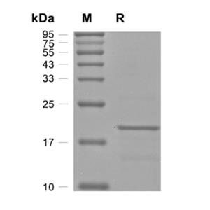 重組人白細(xì)胞介素-1α,Recombinant Human IL-1a