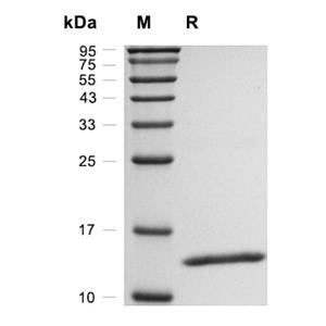 重組人白介素-2,Recombinant Human IL-2