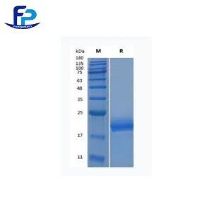 重組人白介素-4,Recombinant Human IL-4