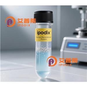 IPO11抗体,Rabbit Polyclonal IPO11 Antibody