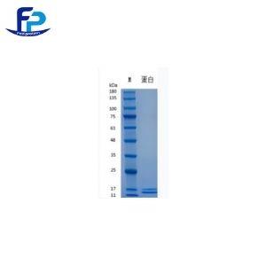 重組人白介素-13,Recombinant Human IL-13