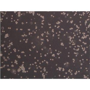 MRC-5 Cells人胚肺細(xì)胞低代次復(fù)蘇|STR圖譜,MRC-5 Cells