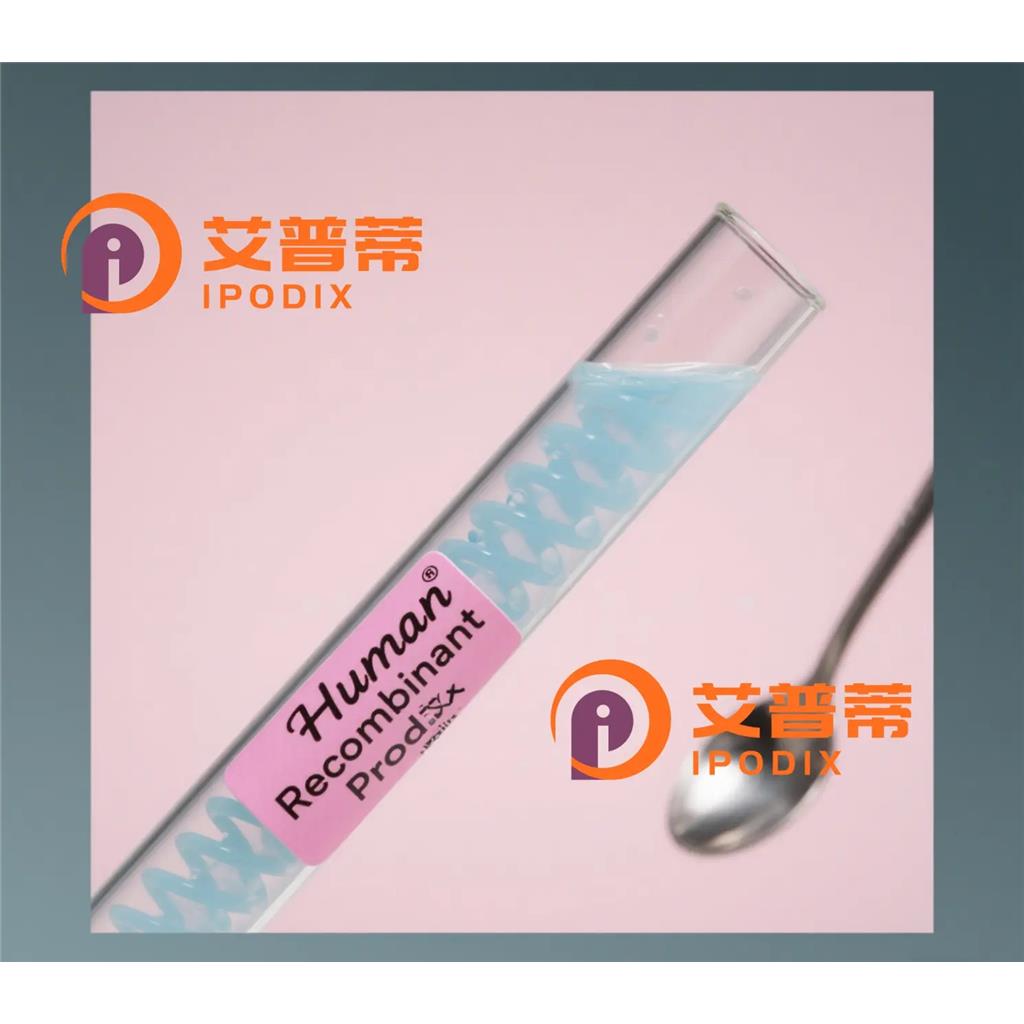 TRIM29抗体,Mouse Monoclonal TRIM29 Antibody