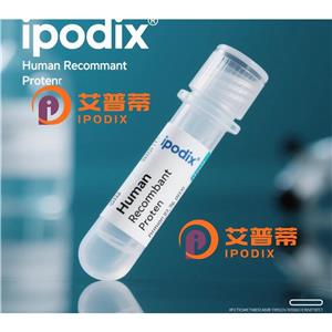 MED12抗体,Rabbit Polyclonal MED12 Antibody