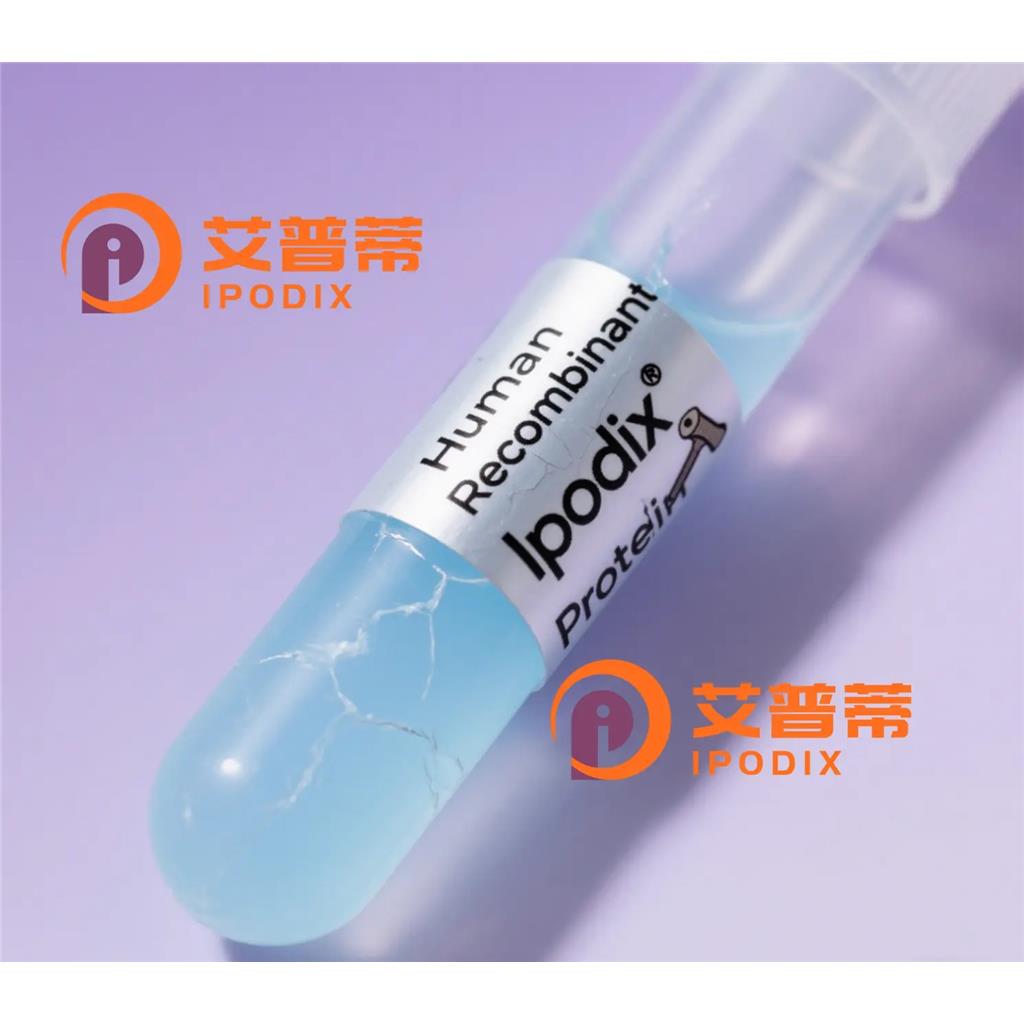 RPS15抗体,Rabbit Polyclonal RPS15 Antibody