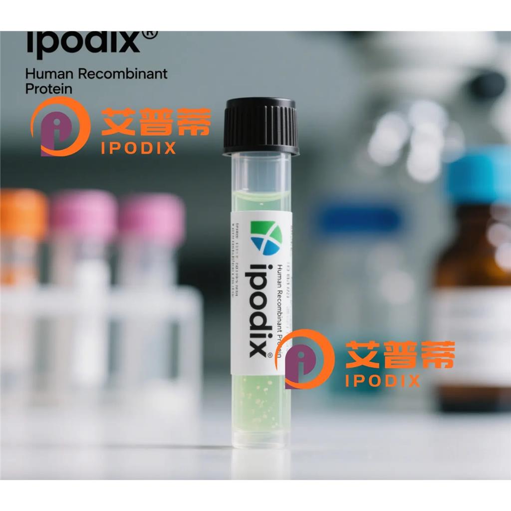 GCLC抗体,Rabbit Polyclonal GCLC Antibody