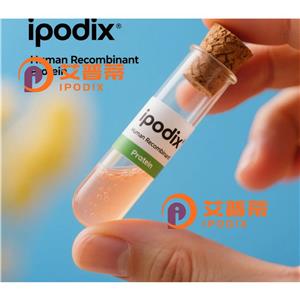 CD116抗体,Mouse Monoclonal CD116 Antibody