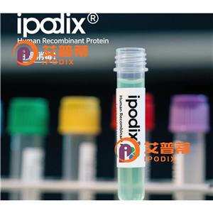 DNAJC12抗体,Rabbit Polyclonal DNAJC12 Antibody