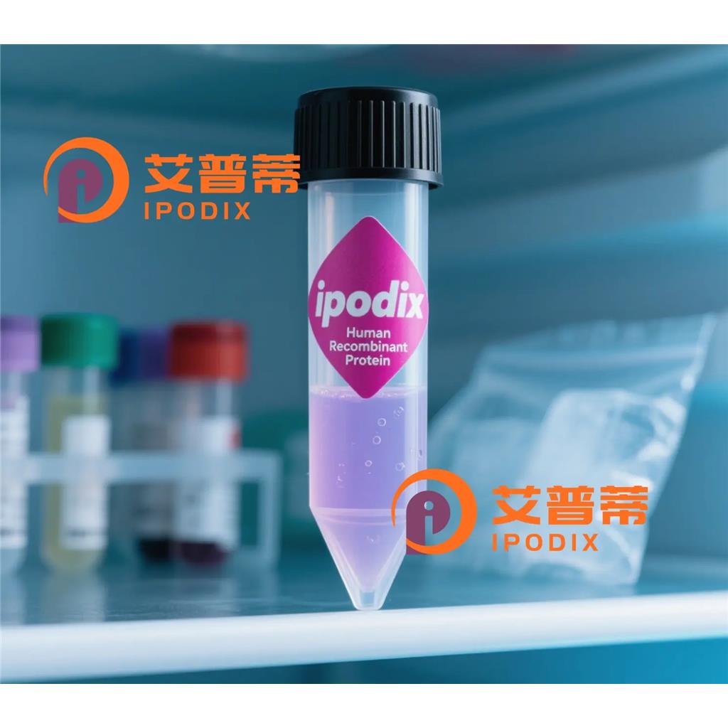 NHEJ1抗体,Rabbit Polyclonal NHEJ1 Antibody