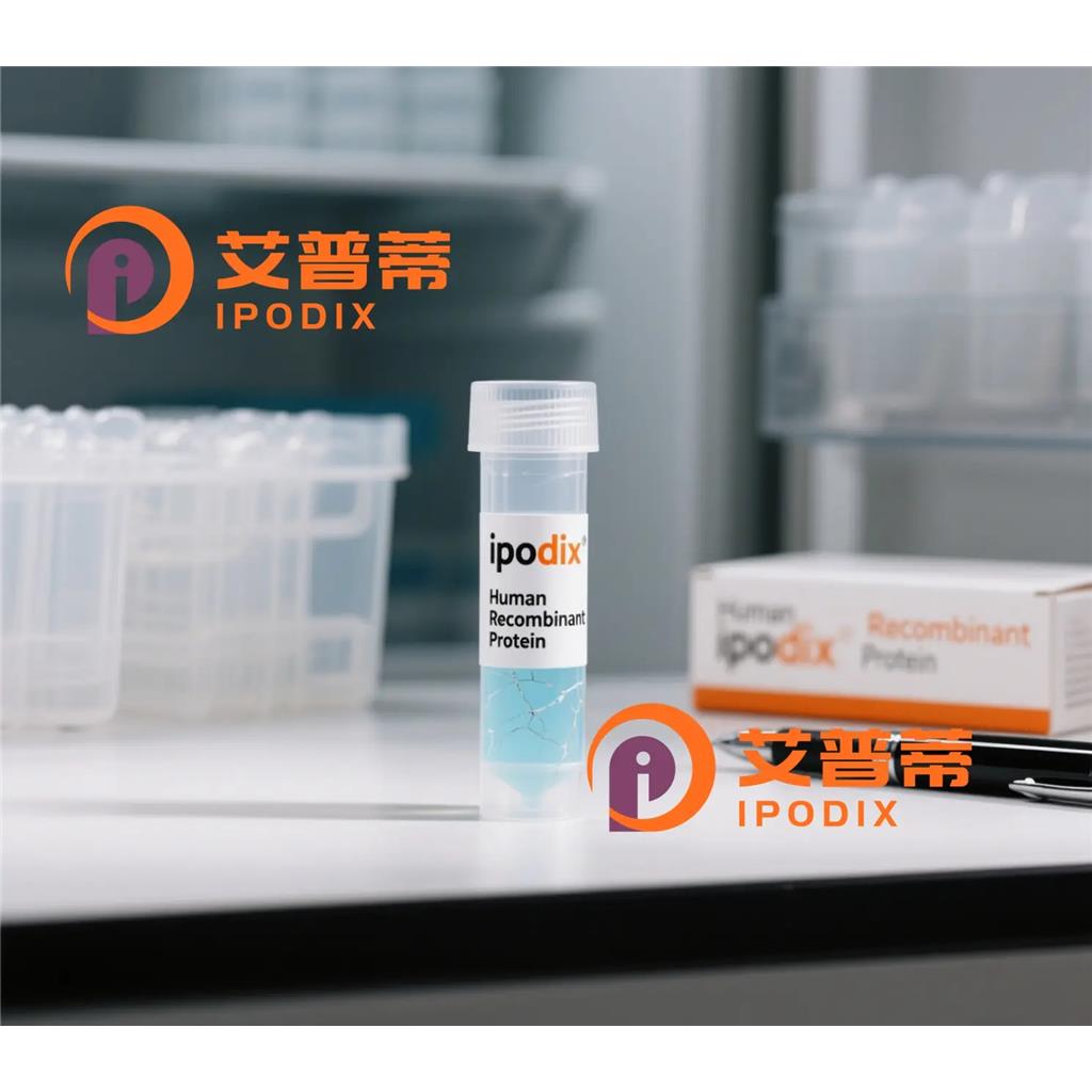 ALX4抗体,Rabbit Polyclonal ALX4 Antibody