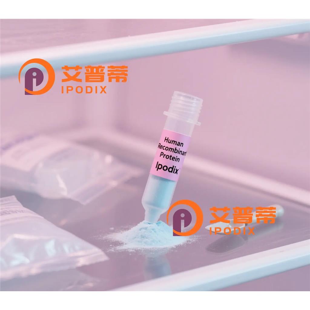 IFNLR1抗体,Rabbit Polyclonal IFNLR1 Antibody